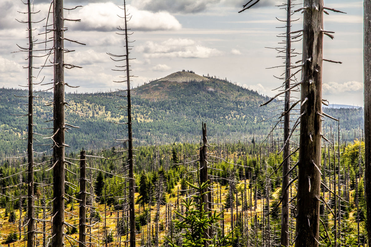 blick auf den lusen baumgerippe im vordergrjpg