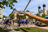 Maibaum 2024 kl