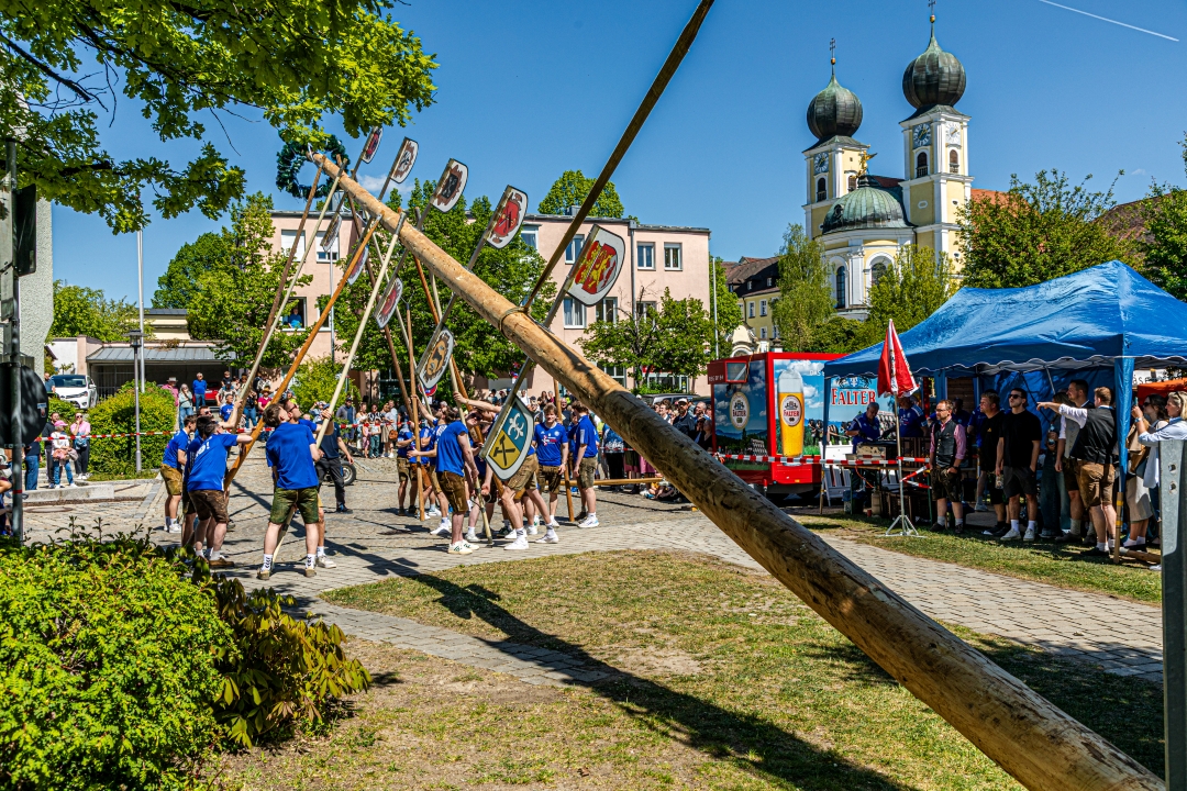 Maibaum 2026 25